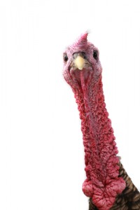 turkey neck